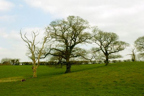 Picture, Photo, View of Badbury Rings, Dorset
