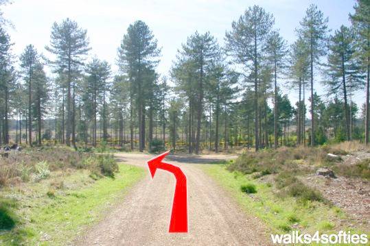 Walk direction photograph: 10 for walk Around Gore Heath, Lawson Clump, Dorset, South West England.